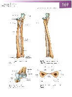 Sobotta Atlas of Human Anatomy  Head,Neck,Upper Limb Volume1 2006, page 176